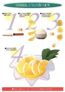 t_1234_hyuganatu　日向夏の食べ方