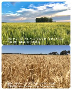 南半球の小麦