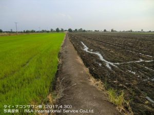 タイの雨季米と乾季米