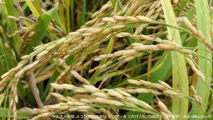 ベトナム南部の夏秋作の米