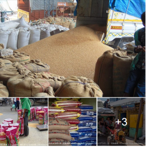 インドの小麦の流通、販売の様子