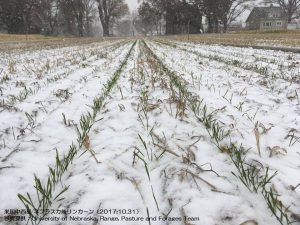 初雪が降った米国ネブラスカ州の圃場1-2.