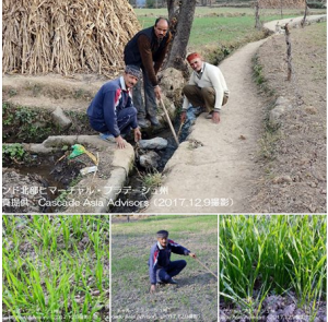 雨不足で灌漑が必要な小麦栽培（インド）