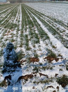 雪が降った越冬期の冬小麦畑（中国・山東省）