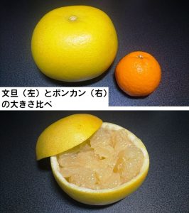 柑橘類の大物