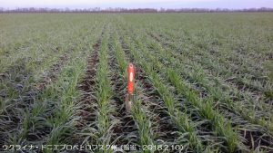 冬小麦の作柄は概ね良好～平年並み（ウクライナ）