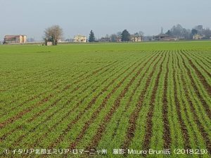 デュラム小麦の生育は順調（イタリア北部）1-2