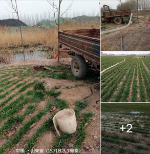 冬小麦畑への灌漑（中国・山東省）